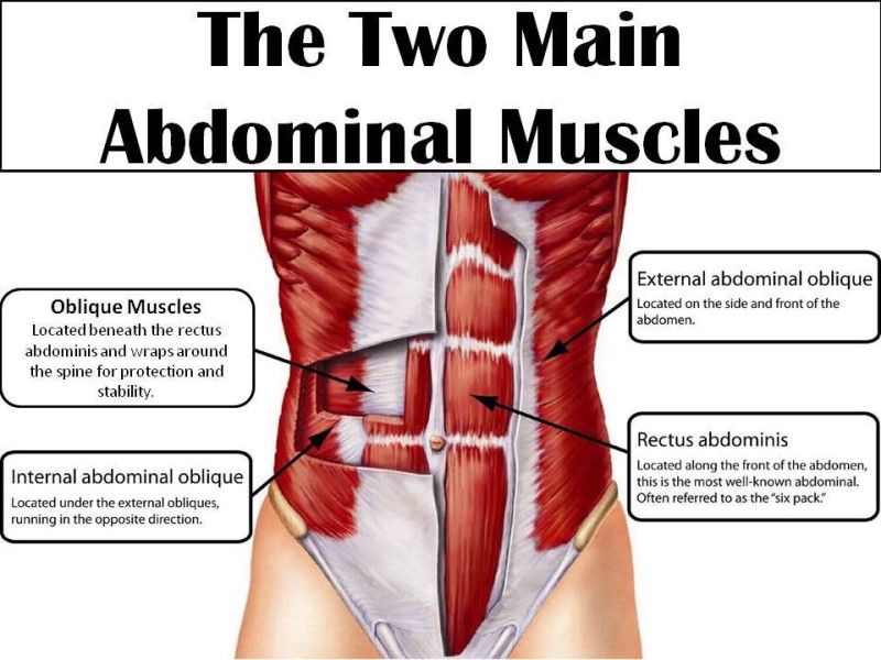  photo Anatomy of Abdominal Muscles 800 x 600_zps69bojosv.jpg
